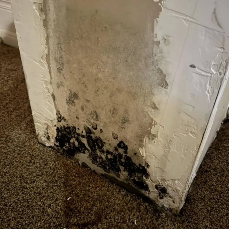 Professional Mold Removal in Stoughton, WI